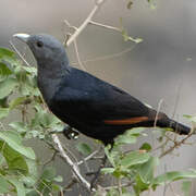 White-billed Starling