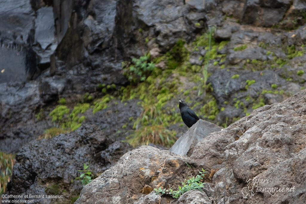 White-billed Starling female adult, habitat