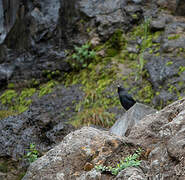 White-billed Starling