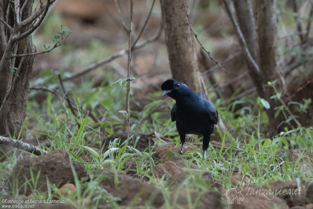 Rufipenne de Salvadoriadulte, habitat