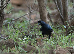 Bristle-crowned Starling