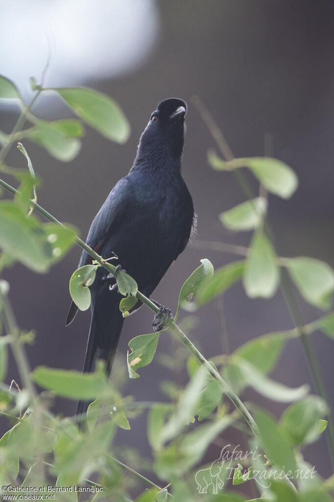 Bristle-crowned Starlingadult