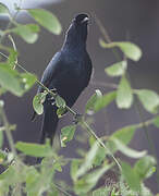 Bristle-crowned Starling