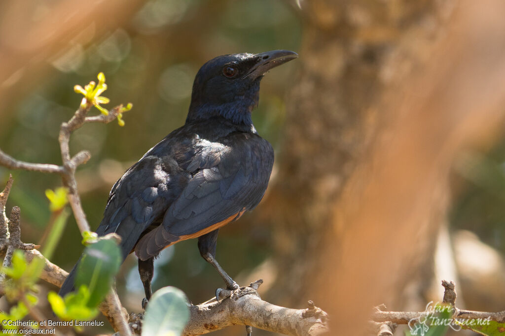 Red-winged Starling female adult, identification