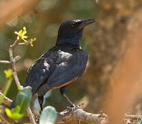 Red-winged Starling