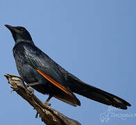 Red-winged Starling