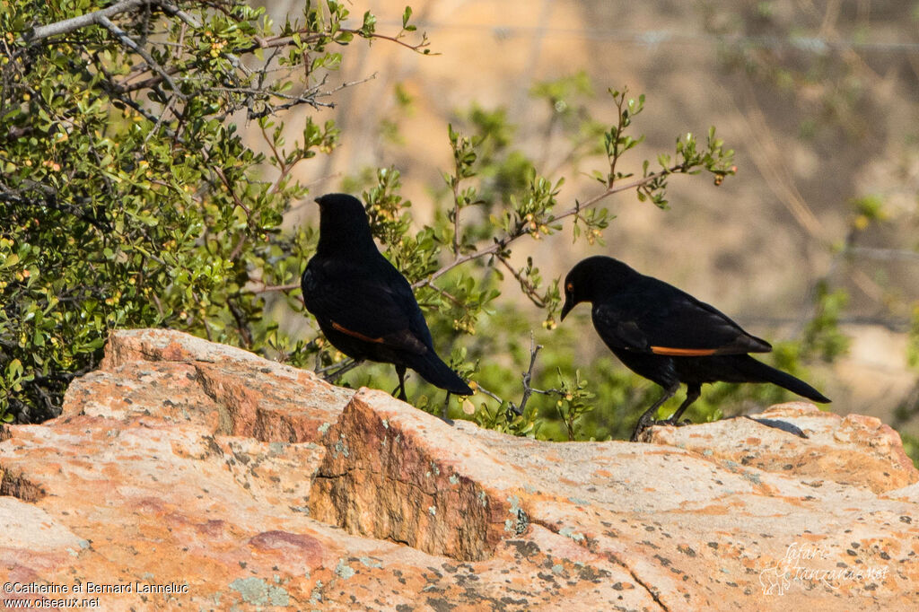 Pale-winged Starlingadult