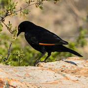 Pale-winged Starling