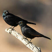 Pale-winged Starling