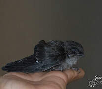 Germain's Swiftlet