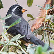 Golden-billed Saltator