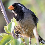 Golden-billed Saltator