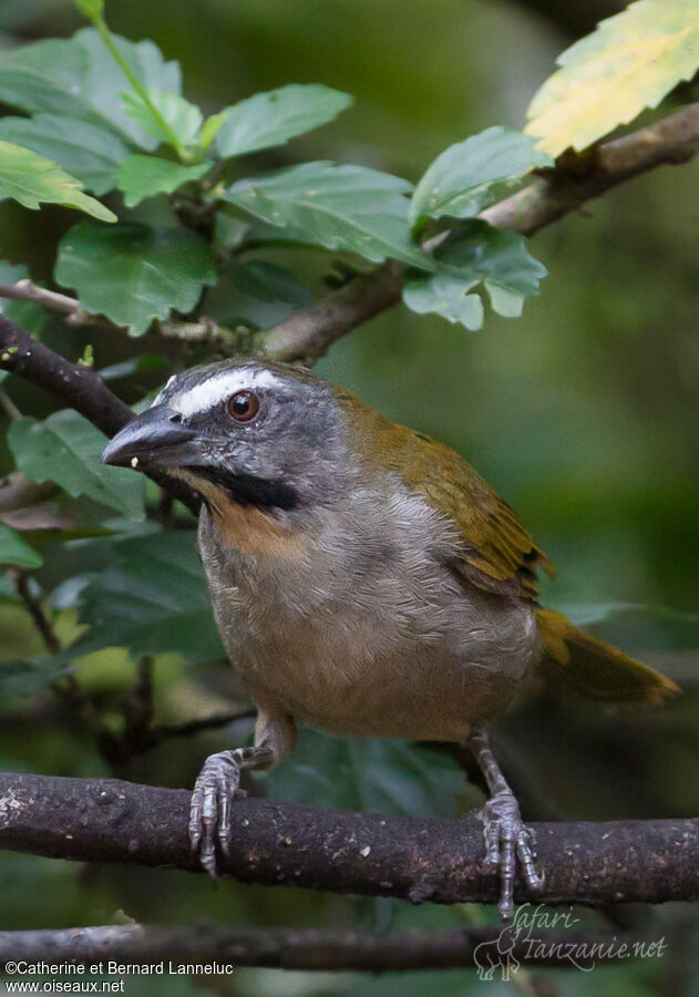 Saltator des grands-bois