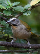 Buff-throated Saltator