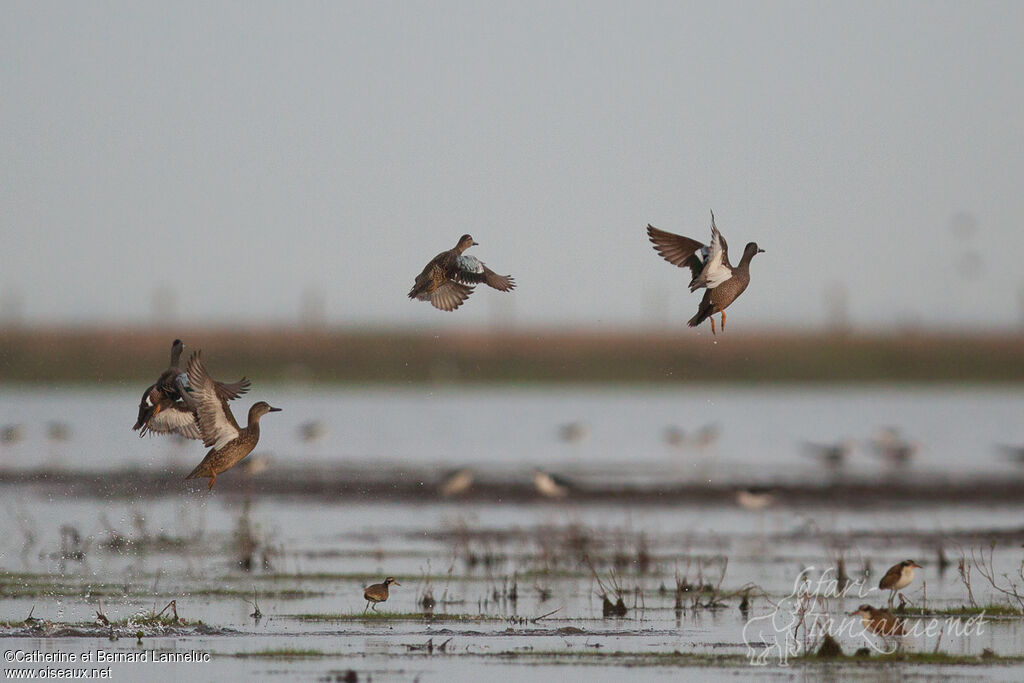 Blue-winged Teal, Flight