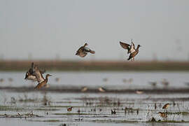 Blue-winged Teal