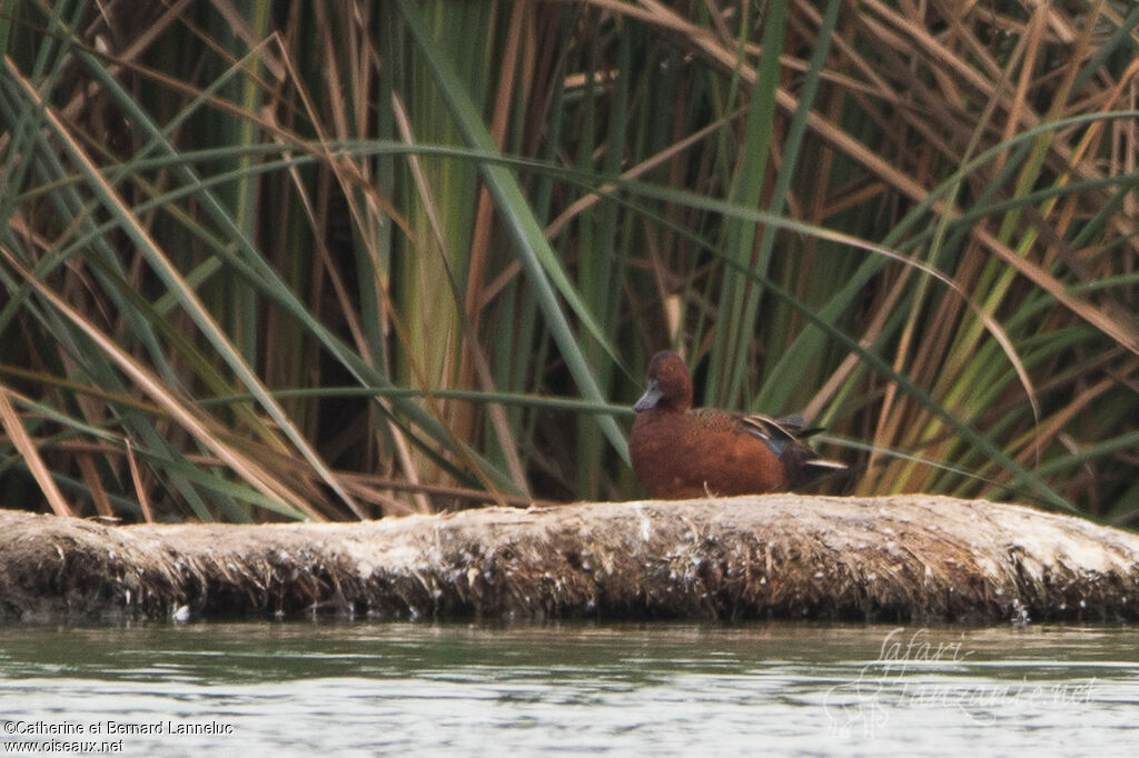 Cinnamon Teal male adult