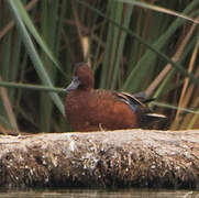 Cinnamon Teal