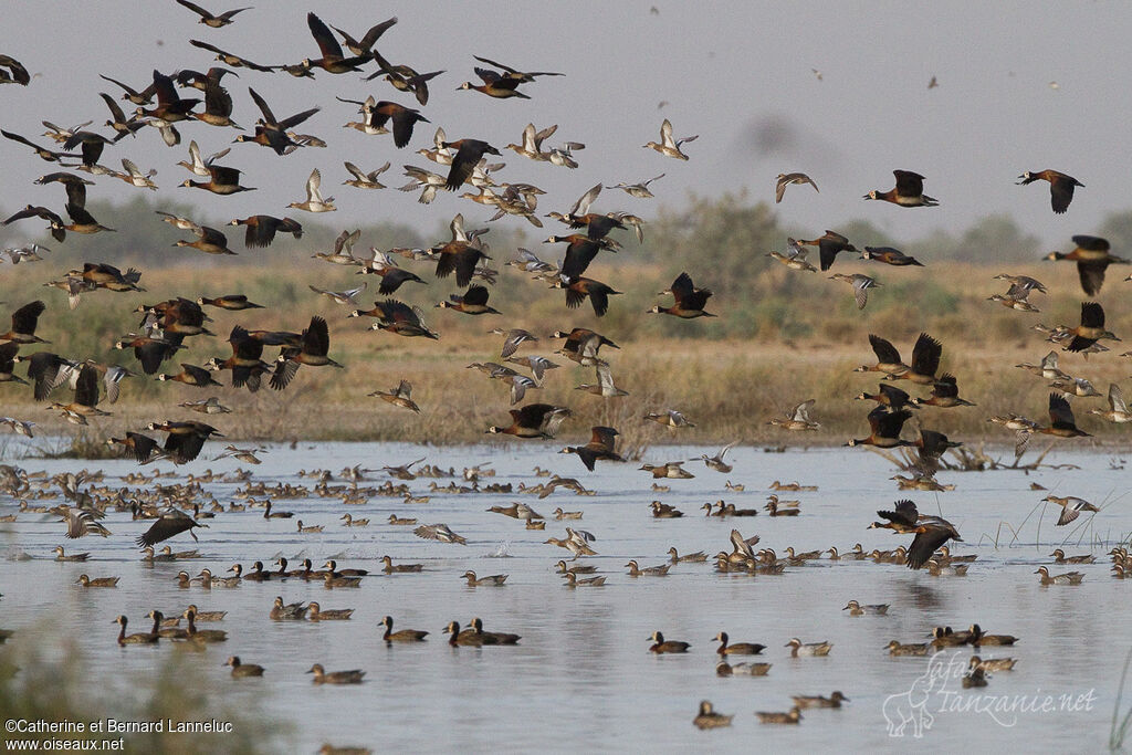 Garganey, habitat