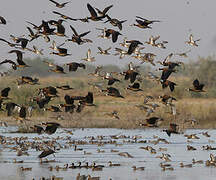 Garganey