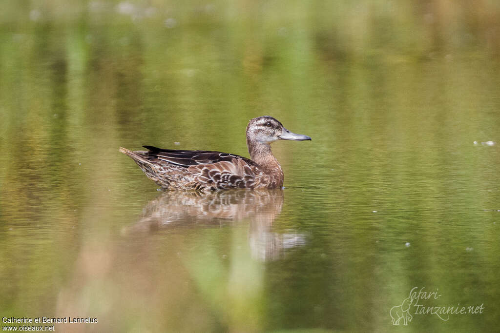 Garganey female adult transition