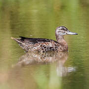 Garganey