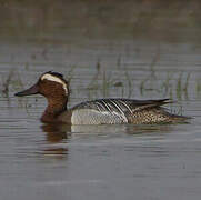 Garganey