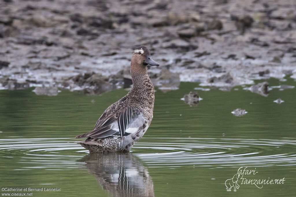 Garganey male adult transition, identification