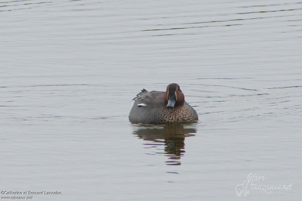 Eurasian Teal male