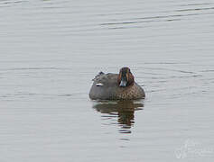 Eurasian Teal