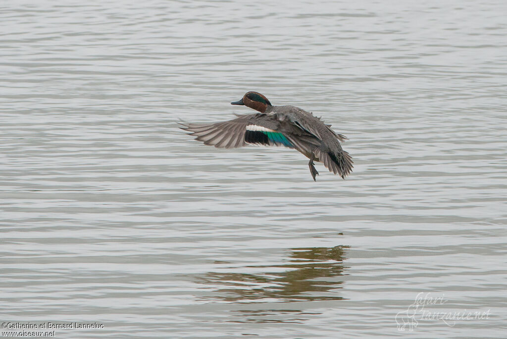 Eurasian Teal male