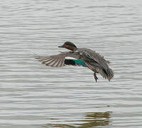 Eurasian Teal