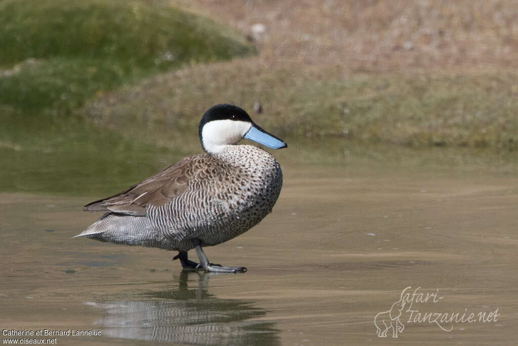 Puna Tealadult, identification