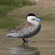 Puna Teal