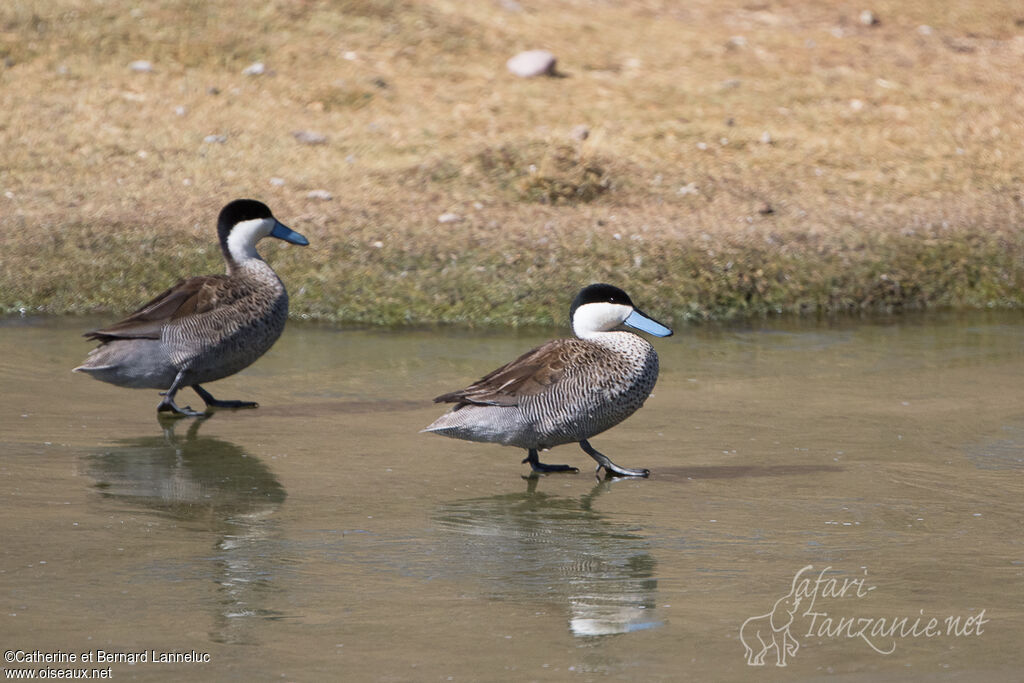 Puna Tealadult, walking, Behaviour