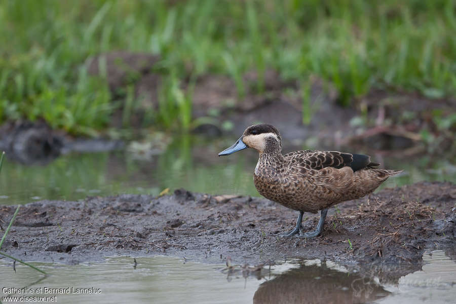 Sarcelle hottentoteadulte, identification