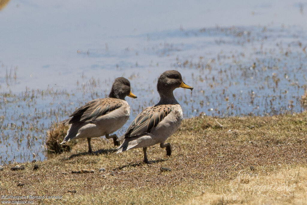 Sarcelle tachetéeadulte, habitat, Comportement