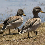 Yellow-billed Teal