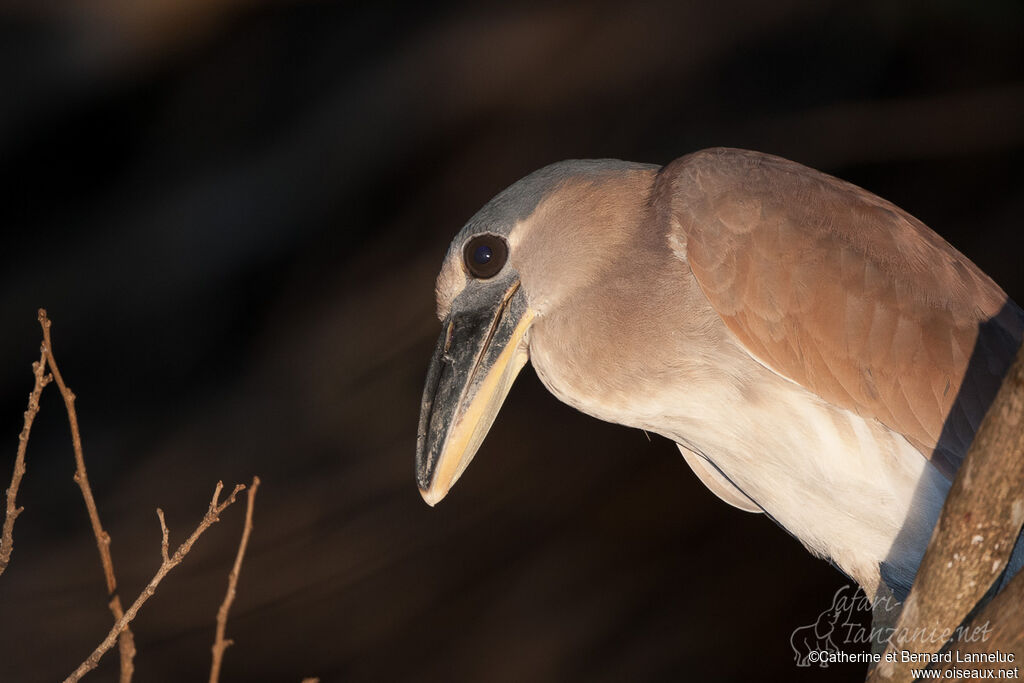 Boat-billed Heronimmature, close-up portrait, aspect