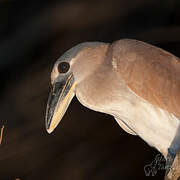 Boat-billed Heron