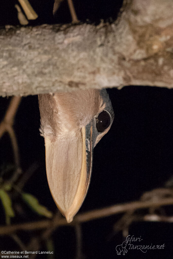 Boat-billed Heronimmature, close-up portrait, Behaviour