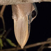 Boat-billed Heron