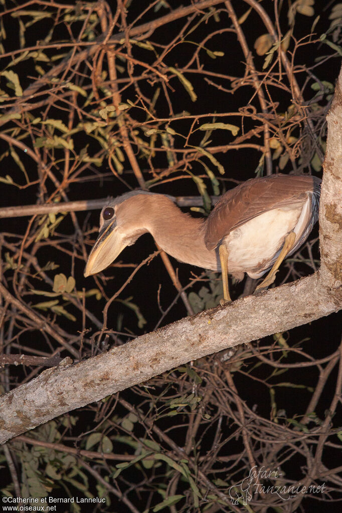 Savacou huppéimmature, identification