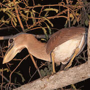 Boat-billed Heron