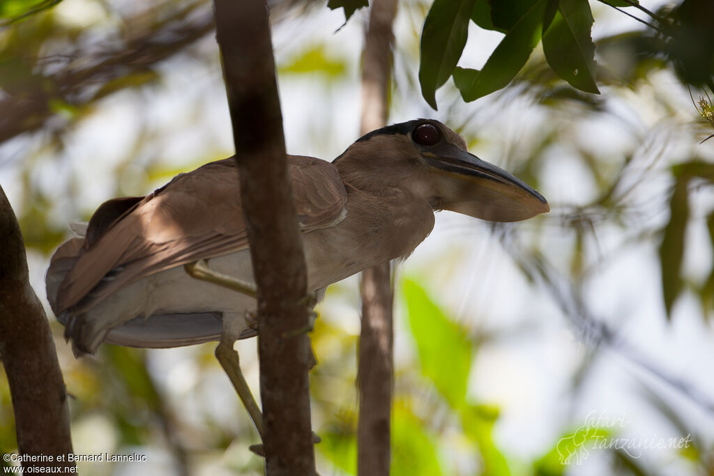 Boat-billed Heron