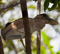 Boat-billed Heron