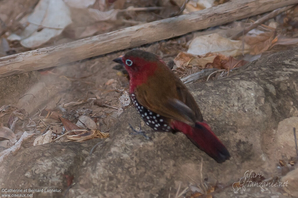 Red-throated Twinspot