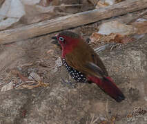 Red-throated Twinspot