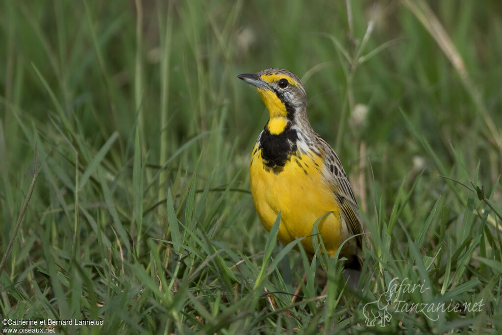 Yellow-throated Longclawadult, identification