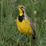 Yellow-throated Longclaw